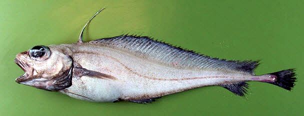 Lepidion eques_222333.jpg